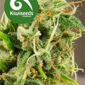 5 UND FEM - TASMAN HAZE * KIWISEEDS 5 UND FEMINIZADAS