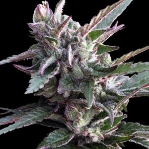 3 UND FEM - THAI CHI * ACE SEEDS 3 UND FEMINIZADAS