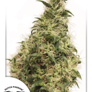 10 UND FEM - THC-VICTORY ﾮ * DUTCH PASSION 10 UND FEMINIZADAS