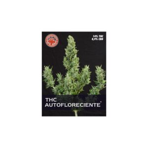 10 UND FEM- THC AUTOFLORECIENTE * PURE SEEDS 10 UND FEMINIZADAS