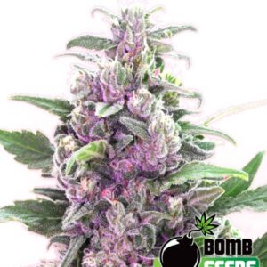 10 UND FEM - THC BOMB * BOMB SEEDS 10 UND FEMINIZADAS