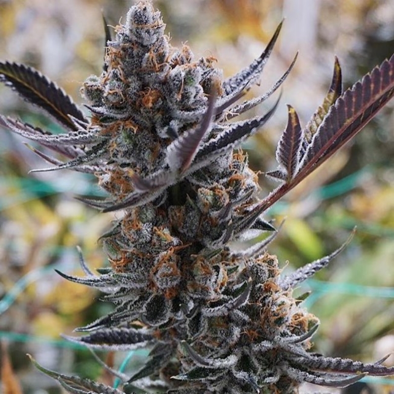 3 UND FEM - THC BOMB X PRE 98 BUBBA * PURPLE CITY GENETICS 3 FEMINIZADAS