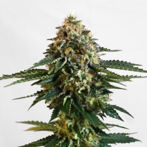 1 UND FEM - THCV  * KANNABIA SEEDS 1 UND FEMINIZADA