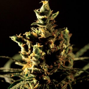5 UND FEM - THE BULLDOG HAZE * THE BULLDOG SEEDS 5 UND FEM