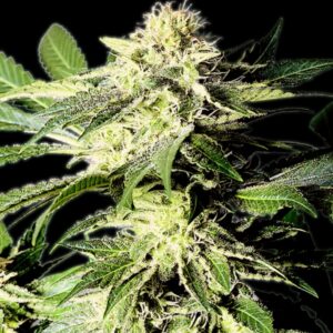 5 UND REG - THE BULLDOG SKUNK * THE BULLDOG SEEDS REG 5 UND