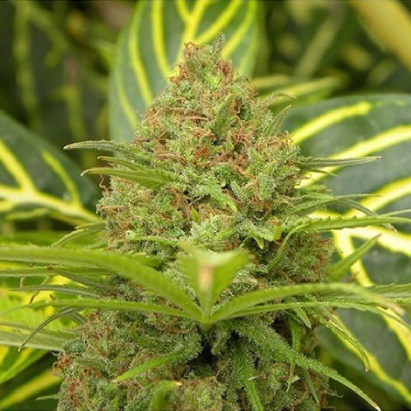 15 UND REG - THE CURE (AFGAN SKUNK X HAZE AC) * MR NICE LIMITED EDITION 15 UND REG