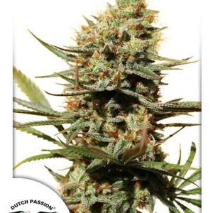 10 UND FEM - THE EDGE * DUTCH PASSION 10 UND FEMINIZADAS