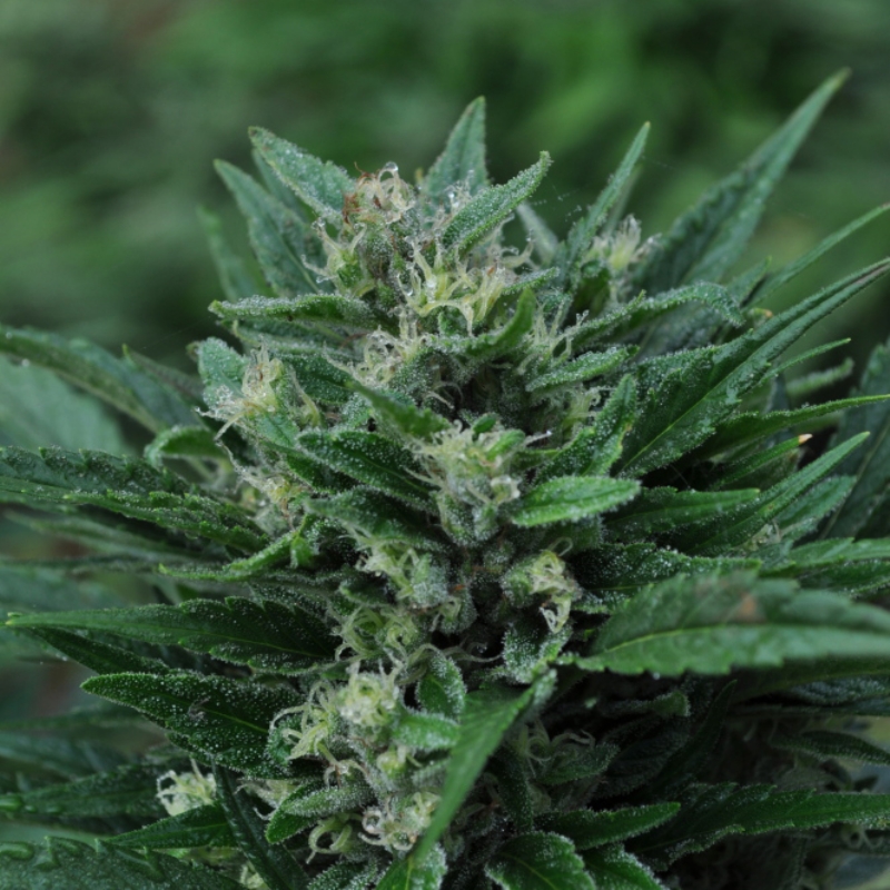 15 UND REG - THE STONES (MASTER KUSH SKUNK X HAZE AC ) * MR NICE LIMITED EDITION 15 UND REG