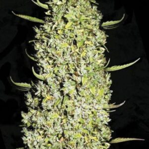 10 UND FEM - THE UNLIMITED * BULK SEED 10 UND FEM