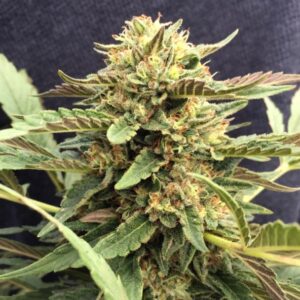 5 UND FEM - THERAPY * CBD CREW SEEDS 5 UND FEMINIZADAS