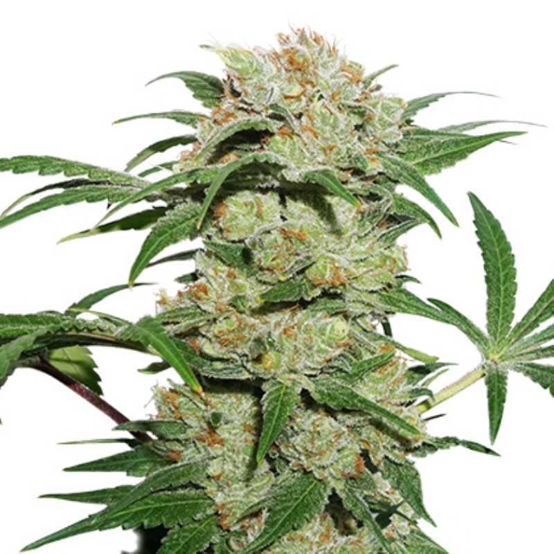 100 UND FEM - THIN MINT CRACK AUTO * SEEDSTOCKERS 100 UND FEMINIZADAS