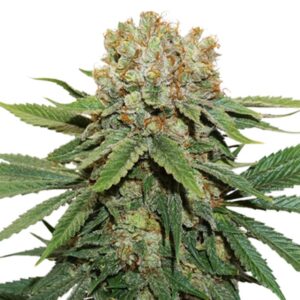 100 UND FEM - THIN MINT CRACK * SEEDSTOCKERS 100 UND FEMINIZADAS