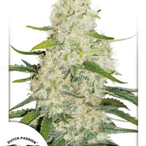 7 UND FEM - THINK BIG ﾮ (AUTOFLORECIENTE) * DUTCH PASSION 7 UND FEMINIZADAS