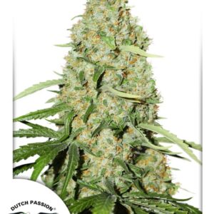 10 UND FEM - THINK FAST ﾮ * DUTCH PASSION 10 UND FEMINIZADAS