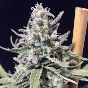 5 UND FEM - THUNDERSTROM * R-KIEM SEEDS 5 UND FEMINIZADAS