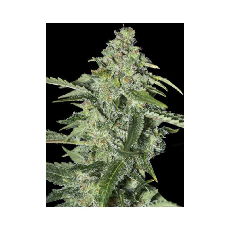 100 UND FEM - TNT KUSH CBD * EVA SEEDS 100 UND FEMINIZADAS
