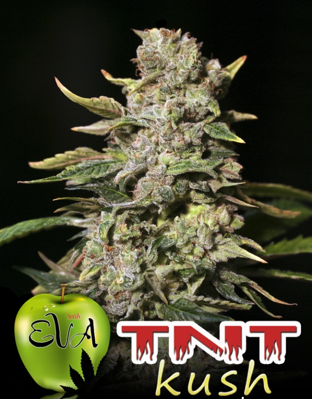 500 UND FEM - TNT KUSH * EVA SEEDS 500 UND FEMINIZADAS