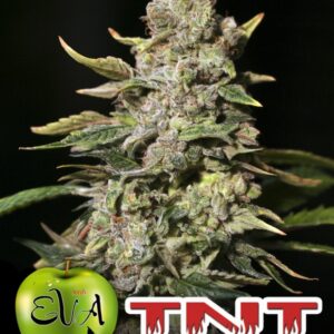 1000 UND FEM - TNT KUSH * EVA SEEDS 1000 UND FEMINIZADAS