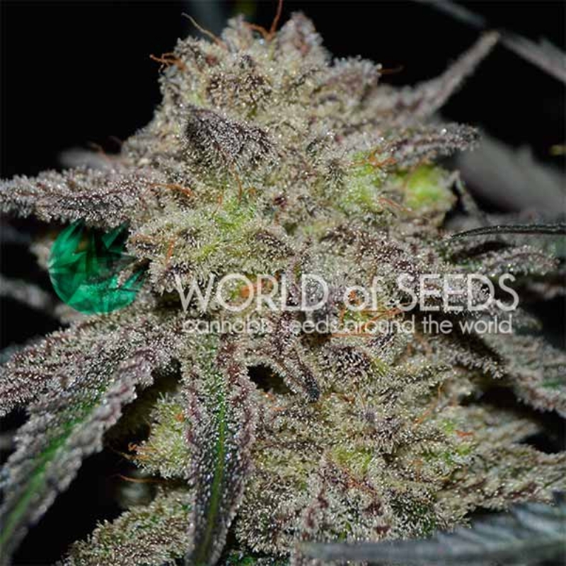 3 UND FEM - TONIC RYDER (CBD COLLECTION) * WORLD OF SEEDS 3 UND FEMINIZADASs