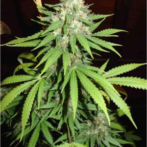 3 UND FEM - TOP 44 * HOMEGROWN FANTASEEDS 3 UND FEMINIZADAS