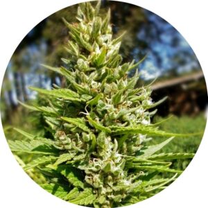 15 UND REG - TOP TAO MIX 2 * TOP TAO SEEDS 15 UND REGULARES