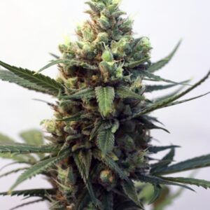 1 UND FEM - TOXIC * RIPPER SEEDS 1 UND FEMINIZADA