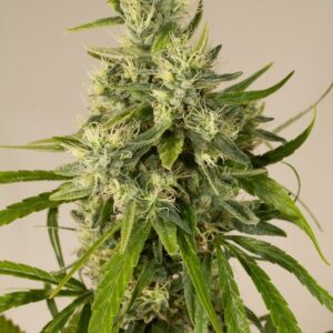 5 UND REG - TRAINWRECK * HUMBOLDT 5 UND REGULARES