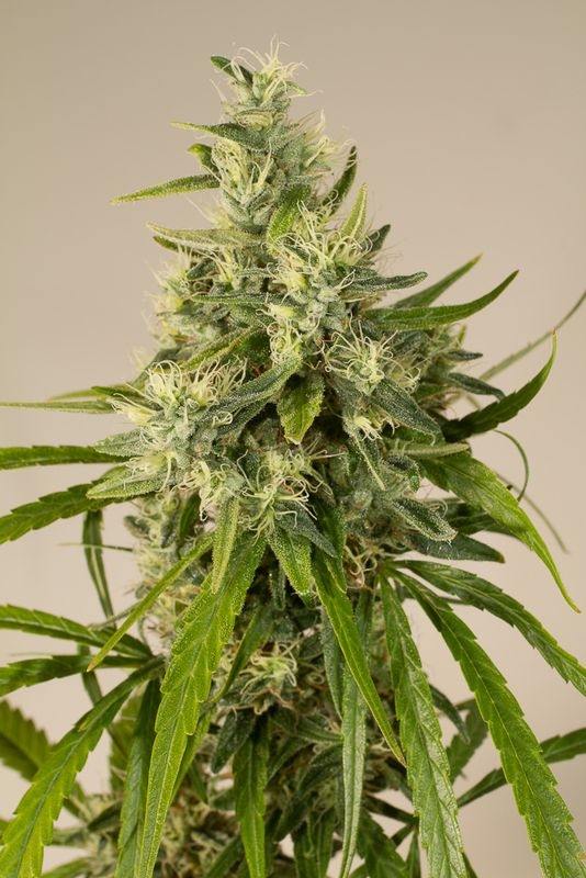 5 UND REG - TRAINWRECK * HUMBOLDT 5 UND REGULARES