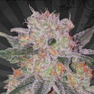 5 UND FEM - TRANS SIBERIAN * AUTO SEEDS 5 UND FEMINIZADAS