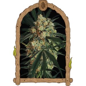 10 UND FEM - TRIPLE A (AUTOFLOWERING) * EXOTIC SEED FEMINIZADA 10 UND