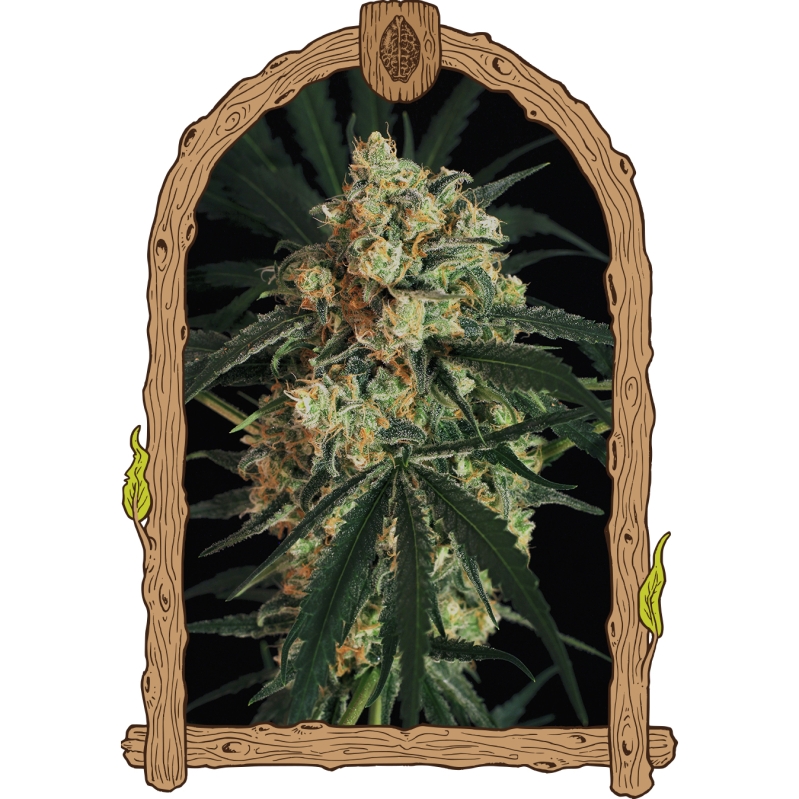 10 UND FEM - TRIPLE A (AUTOFLOWERING) * EXOTIC SEED FEMINIZADA 10 UND