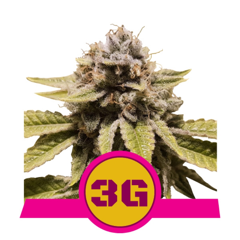 10 UND FEM - TRIPLE G USA PREMIUM * ROYAL QUEEN 10 UND FEMINIZADA