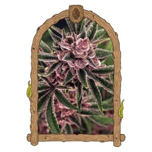 1 UND FEM - TROPICAL FUEL * EXOTIC SEED FEMINIZADA 1 UND