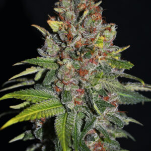 5 UND FEM - TROPICAL PUNCH * G13 LABS SEEDS 5 FEMINIZADAS