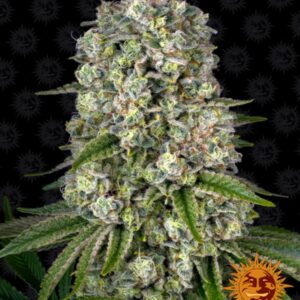 3 UND FEM - TROPICANNA BANANA * BARNEY'S FARM 3 UND FEMINIZADAS