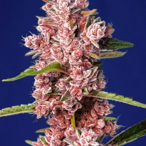 3 UND FEM - TROPICANNA POISON F1 FAST VERSION ? * SWEET SEEDS 3 UND FEMINIZADAS