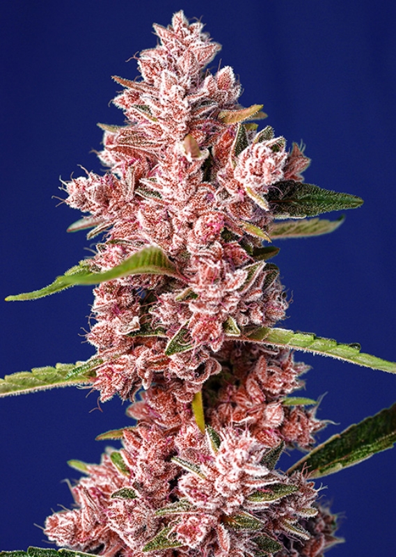 5 UND FEM - TROPICANNA POISON F1 FAST VERSION ? * SWEET SEEDS 5 UND FEMINIZADAS
