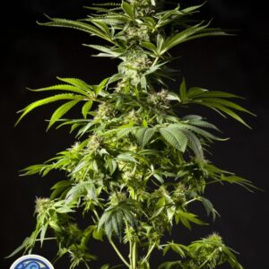 25 UND FEM - TROPIMANGO * PHILOSOPHER SEEDS 25 UND FEM