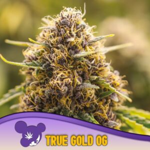 3 UND FEM - TRUE GOLD OG * ANESIA SEEDS 3 FEMINIZADAS