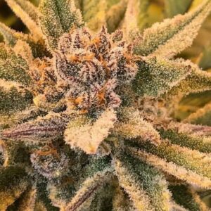 6 UND REG - TRUE LOVE * JINXPROOF GENETICS (TGA-SUBCOOL) 6 UND REGULARES