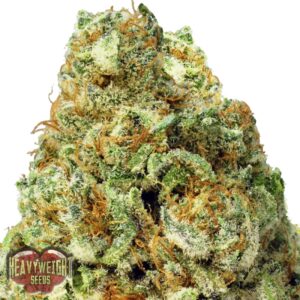 5 UND FEM - TURBO BUD AUTO  * HEAVYWEIGHT SEEDS 5 UND FEMINIZADAS