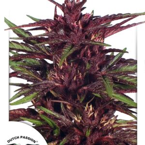 10 UND FEM - TWILIGHT ﾮ  * DUTCH PASSION 10 UND FEMINIZADAS