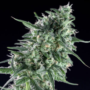 25 UND FEM - TXEES BILBO * GENEHTIK SEEDS 25 UND FEMINIZADAS