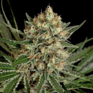 1 UND FEM - TXERRI BILBO HAZE * GENEHTIK SEEDS FEMINIZADA 1 UND