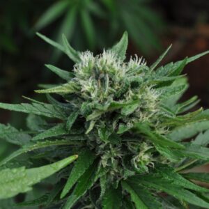 15 UND REG - U2 (EARLY QUEEN X HAZE AC) * MR NICE LIMITED EDITION 15 UND REG