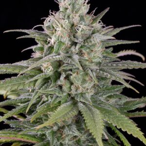5 UND FEM - UK CHEESE  AUTO * HUMBOLDT 5 UND FEM