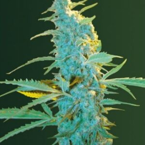 10 UND FEM - ULTRA POWER PLANT * VICTORY SEEDS FEMINIZADA 10 UND