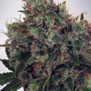 5 UND FEM - ULTRA WHITE AMNESIA * MINISTRY SEEDS 5 UND FEMINIZADAS