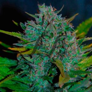 5 UND FEM - ULTRAVIOLET AUTO (SAMSARA) * SAMSARA 5 UND FEMINIZADAS