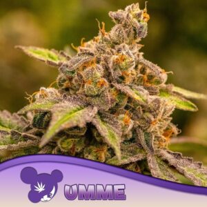 3 UND FEM - UMME * ANESIA SEEDS 3 FEMINIZADAS
